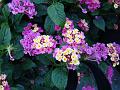 2009-1003-1800_Lantana_16,5C